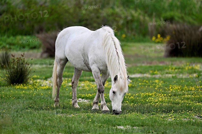 Camargue horse (Equus caballus), a mare grazing in a meadow, Saintes-Marie-de-la-Mer, Camargue, southern France, France