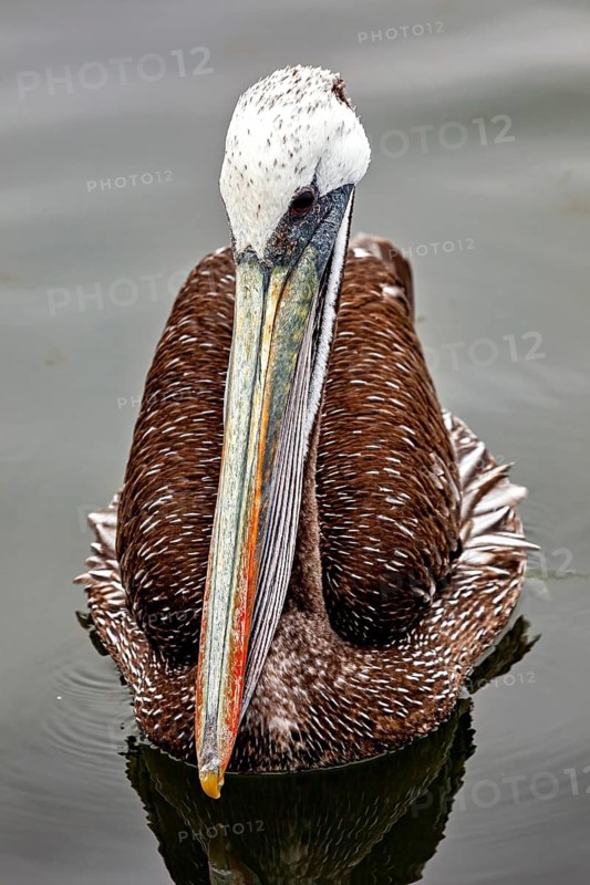 Close-up of a pelican on the water, showing the rich texture of its beak and feathers, brown pelicans hunting on Paracas beach in Peru (Pelecanus occidentalis)