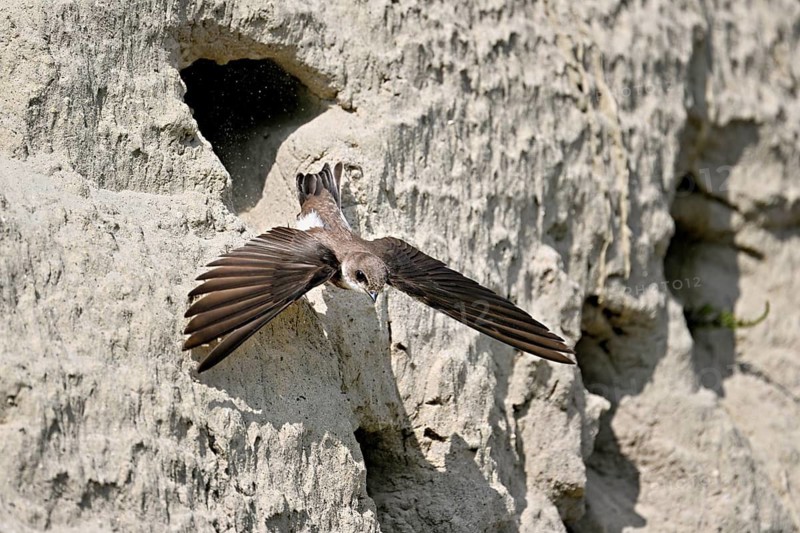 Sand martin (Riparia riparia), taking off from its breeding tube, Reussegg nature reserve, Canton Aargau, Switzerland