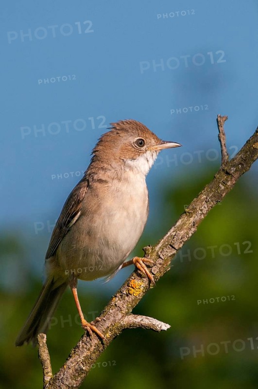 Brandenburg, garden warbler, Germany, Nabu, national natural heritage, natural paradise Grünhaus, Sylvia Borin, post-mining landscape, birds, greenhouse, passeri, songbirds, songbirds, birds