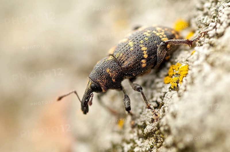 Curculionidae, spruce weevils, large brown weevils, Hylobius abietis, large pine weevil, weevils, Sweden, Beetle, Coleoptera, insects, beetles, pine weevil, Sweden, Öland