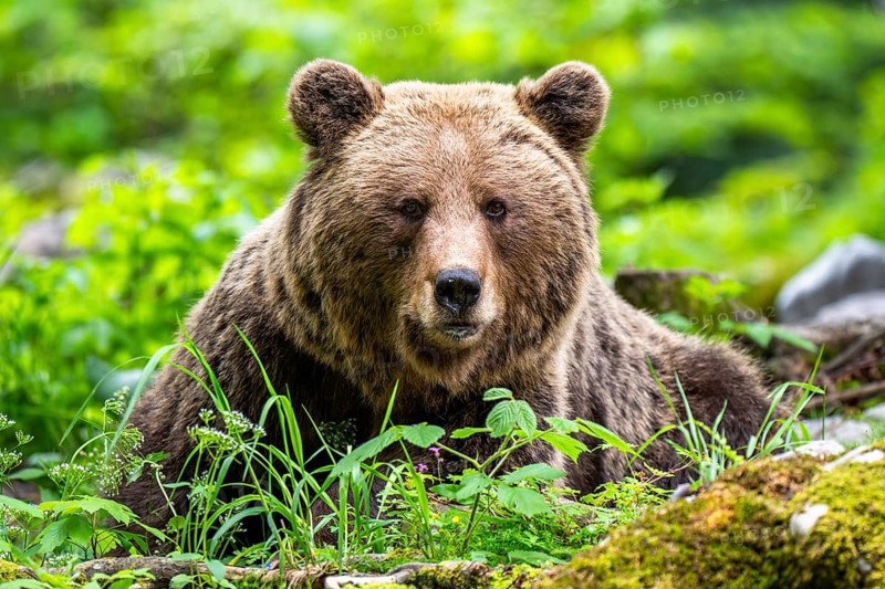 European brown bear (Ursus arctos arctos), in the forest, Dolenjska region, Slovenia