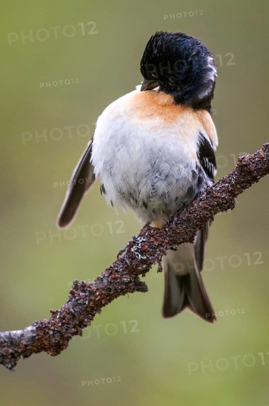 Mountain finch, brambling, Finland, fringilla montifringilla, birds, plumage care, high size, portrait, male, passeri, preening, songbirds, birds