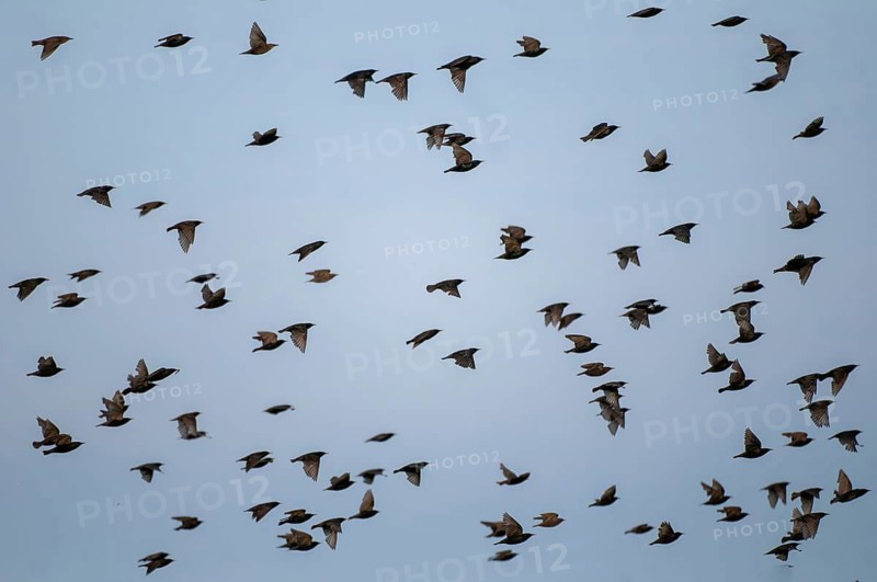 Star, starling, Sturnus vulgaris, birds, flying, flight, passeri, songbirds, swarm of birds, bird migration, birds