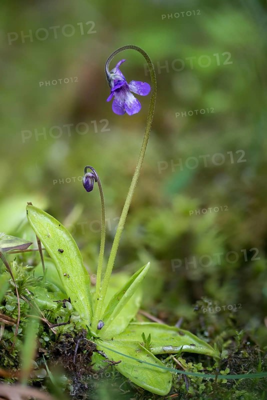 Butterwort, common butterwort, common butterwort, lentibulariaceae, pinguicula vulgaris, butterwort, common butterwort, flora, high size, portrait format, plants