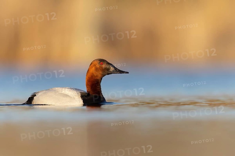Canvasback (Aythya valisineria) swimming in a pond in Manitoba, Canada