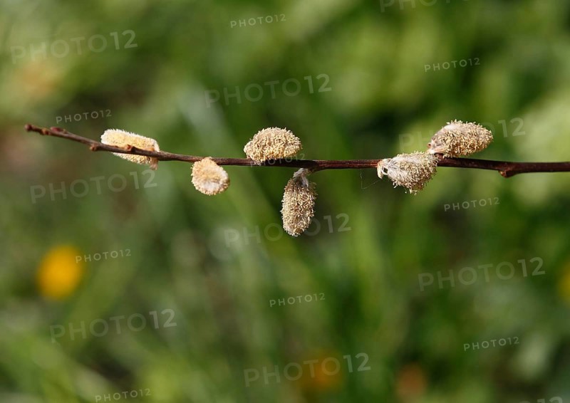 Blossoms of willow catkins (Salix), green background, North Rhine-Westphalia, Germany