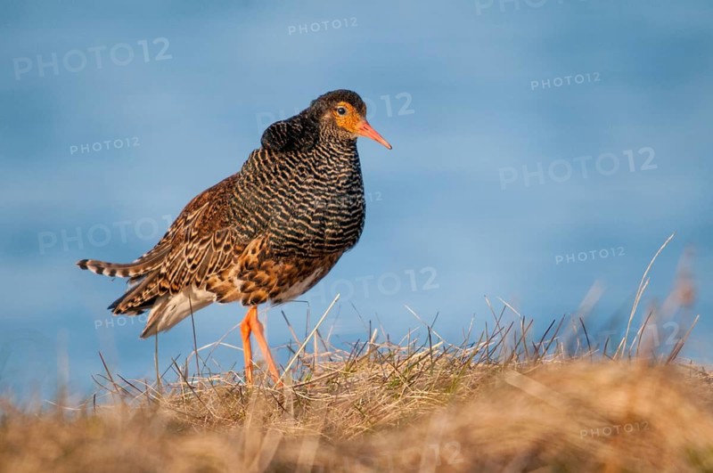 Calidris Pugnax, Fighter Runner, Norway, Philomachus Pugnax, Ruff, Varanger, Birds, Charadriiformes, Limikolen, Male, Snipe Birds, Scolopacidae, Birds, Waders, Waders