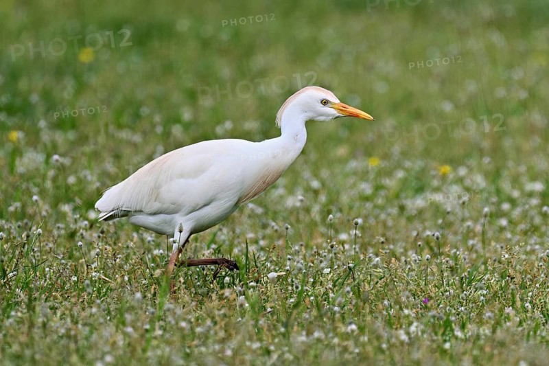 Cattle egret (Bubulcus ibis), foraging in a meadow, Camargue, southern France, France
