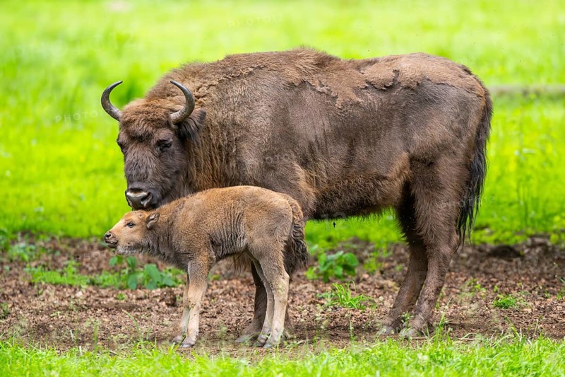 European bison (Bison bonasus) mother with her youngster on a meadow in summer, Bavarian Forest, Germany