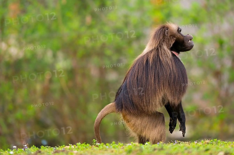 Gelada (Theropithecus gelada) male monkey stands on its hind feet and looks out, captive, distribution africa