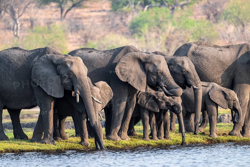 Herd of animals with young, African elephant (Loxodonta africana) drinking at the Chobe River, Ihaha, Chobe National Park, Botswana, Africa