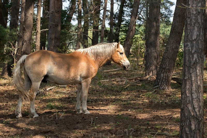 Barnim, Brandenburg, Equus Caballus, FFH area, Finow Valley, Finowtal-Pregnitzfließ, Germany, domestic horse, Natura 2000, Barnim nature park Park, odd-toed ungulates, perissodactyla, grazing, grazing, pet, horses, landscape, mammals, nature reserve, horses, horses, landscape, mammals, nature reserve, horses, summer, mammals, ungulates, forest pasture