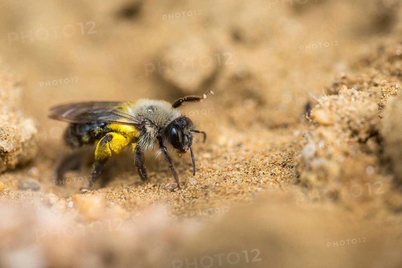 Andrena cf. vaga, andrena vaga, andrenidae, floodplain sand bee, grey-backed mining bee, grey-backed mining bee, hymenoptera, sand bee, willow sand bee, insects, wild bees
