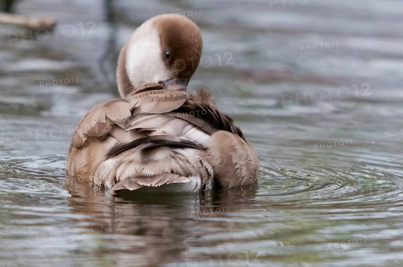 Common duck, netta rufina, red-crested pochard, anatidae, birds, ducks, ducks, duck birds, female, plumage care, preening, birds, waterbirds, female