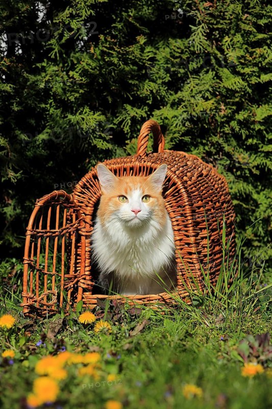 An orange and white cat is sitting in an open basket in a meadow, surrounded by green bushes, a Maine Coon cat (Felis silvestris catus), in a meadow, in a basket, Baden-Württemberg, Germany
