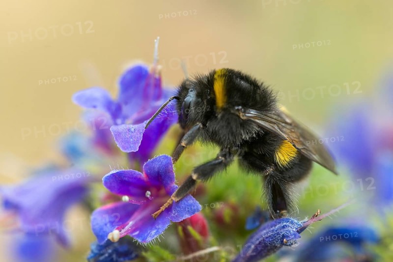 Apidae, bees, bombus terrestris, dark bumblebee, hymenoptera, buff-tailed bumblebee, bumblebee, insects, large earth bumblebee