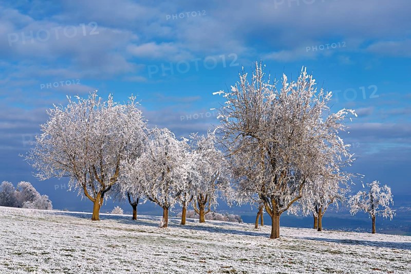 Winter landscape with trees and meadows in hoarfrost, Beinwil, Freiamt, Canton of Aargau, Switzerland