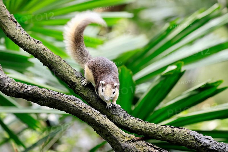 Finlayson's squirrel (Callosciurus finlaysonii), adult, on tree, foraging, Singapore, Southeast Asia
