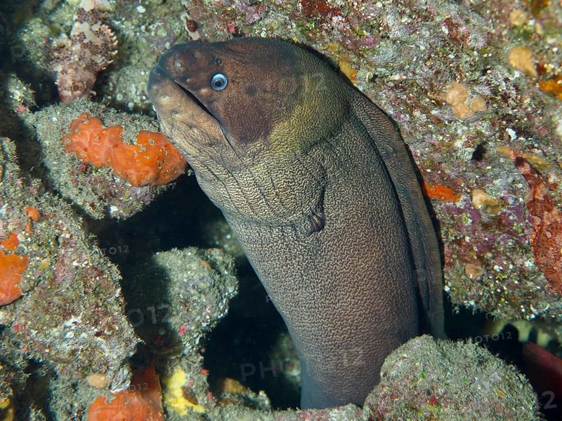 Brown moray eel, masked moray eel (Gymnothorax unicolor) hiding amongst rocks underwater, dive site: El Cabron Marine Reserve, Arinaga, Gran Canaria, Spain, Europe, Atlantic Ocean