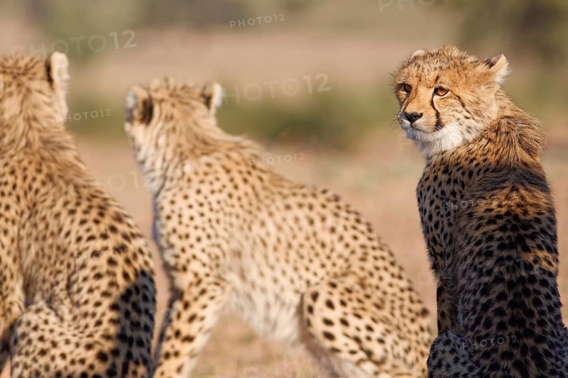 Cheetahs (Acinonyx jubatus), mother (center) with her two cubs, sitting in the dry grassland, looking around, alert, golden evening light, Kgalagadi Transfrontier Park, Northern Cape, South Africa