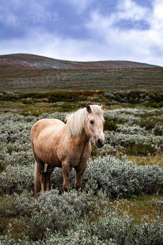 Blonde horse in front of extensive, hilly terrain under a cloudy sky, Norwegian fjord horses, in the tundra, landscape, half-wild horse Dovrefjell National Park, Oppdal, Norway