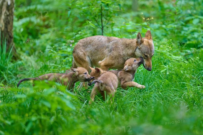 A mother wolf looks after her curious pups in the forest, summer, wolf (Canis lupus), Germany