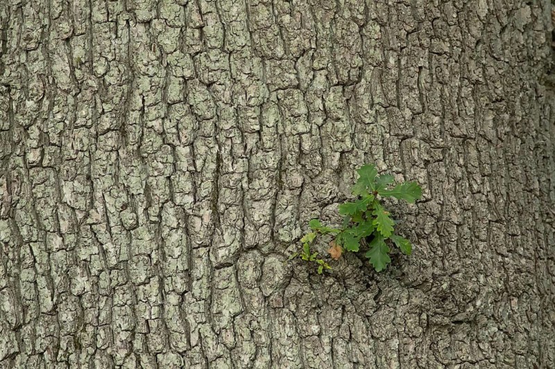 Oak tree (Quercus robur) new growth from a mature trunk, Suffolk, England, United Kingdom