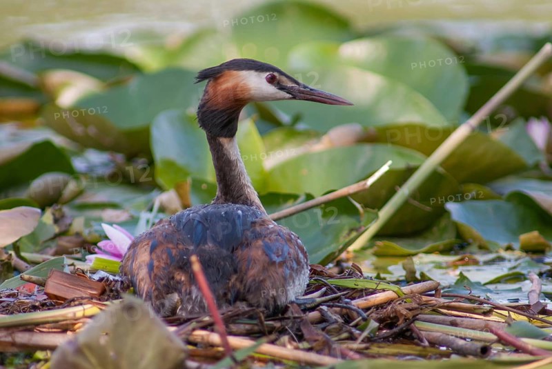 Great crested grebes, podiceps cristatus, birds, grebes, podicipedidae, divers, birds, waterbirds, waterbirds