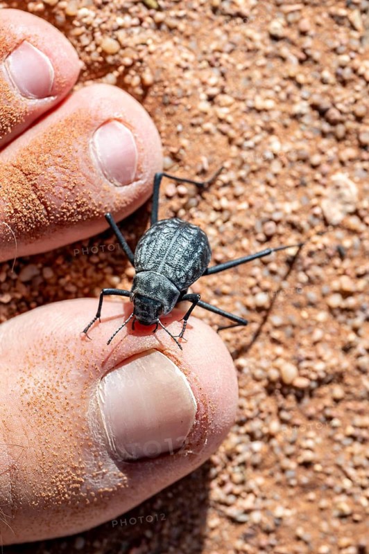 Fog drinker beetle (Onymacris unguicularis), Toktokkie beetle, in the sand, Namib Desert, Namib Naukluft Park, Namibia