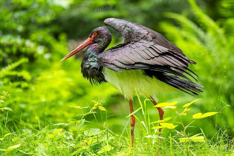 Black stork (Ciconia nigra) standing on a meadow, Bavaria, Germany