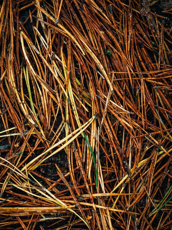 Pine needles lie on the forest floor, Nossentiner Schwinzer Heide nature park Park, Mecklenburg-Western Pomerania, Germany