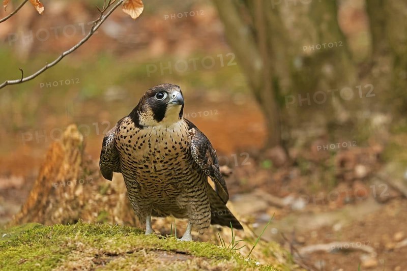 Peregrine Falcon (Falco peregrinus), Neuschönau, Bavaria, Germany, Captive