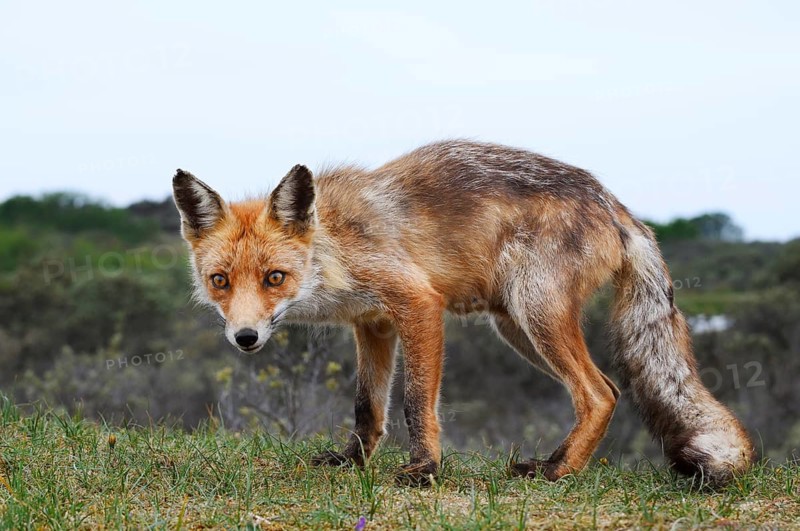 Red fox (Vulpes vulpes), North Holland, Netherlands