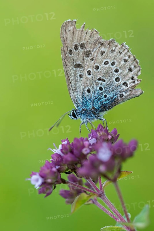 Ant blue, glaucopsyche arion, large blue, maculinea arion, phengaris arion, quendel ant blue, thyme ant blue, butterfly, high size, portrait format, insects, butterfly, butterflies