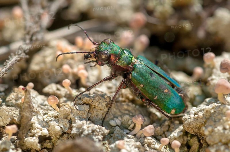 Carabidae, Cicindela campestris, field sandground beetles, sandground beetles, beetles, Coleoptera, arthropods, green tiger beetles, insects, beetles, ground beetles