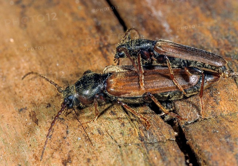 European spruce longhorn beetle, common spruce sapbuck, tetropium castaneum, beetle, longhorn beetle, couple, insects, copula, beetle, mating, mating, mating