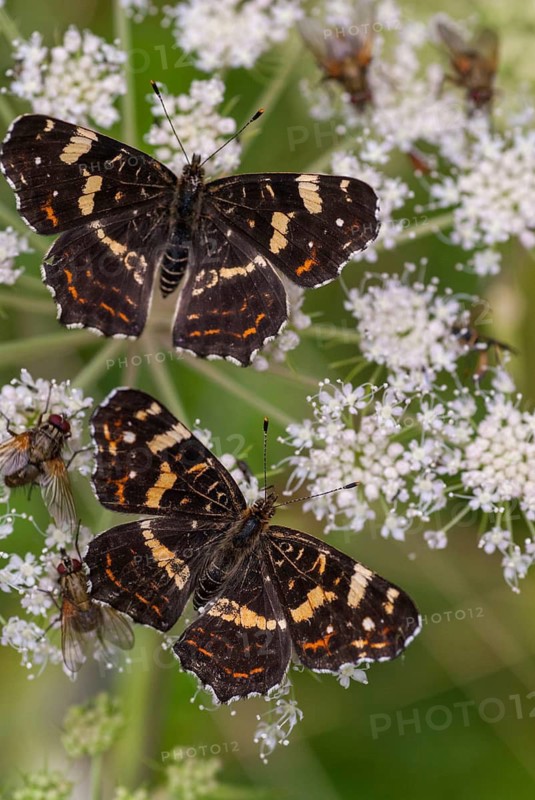 Araschnia Levana, European map, map butterfly, butterfly, high size, portrait format, insects, butterfly, summer generation, buzzer, butterflies, butterflies
