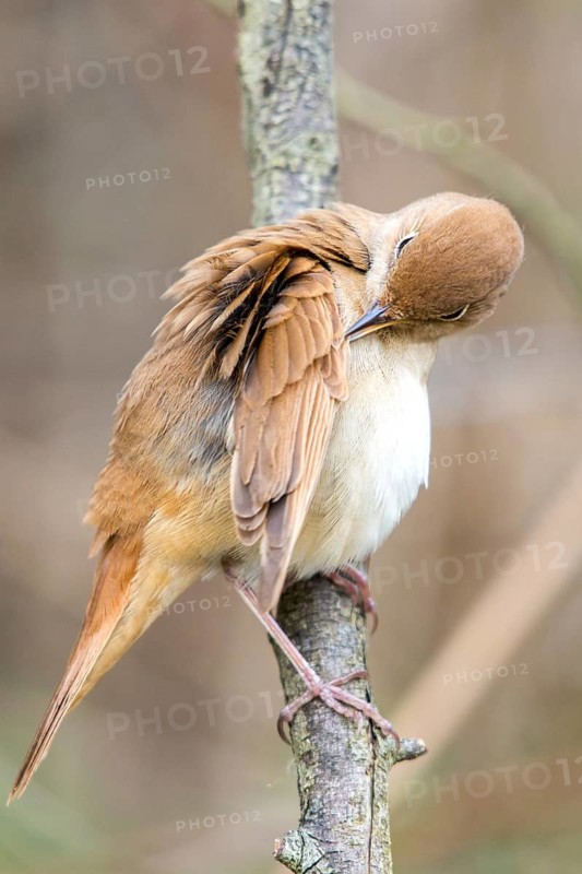 Luscinia megarhynchos, nightingale, birds, plumage care, high size, portrait, passeri, preening, songbirds, birds