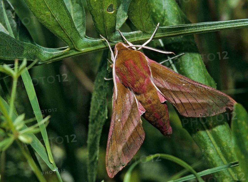 Deilephila Elpenor, medium wine swarmer, sphingidae, butterfly, elephant hawk moth, insects, large elephant hawk moth, moths, moths, moths, butterfly, swarmer, wine swarmer