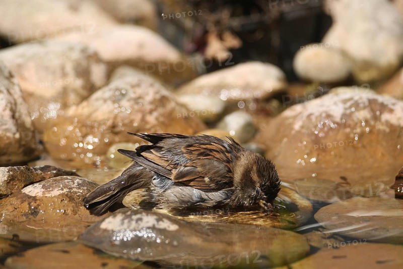 House Sparrow (Passer domesticus) – a male bathing in a garden pond, Allgäu, Bavaria, Germany