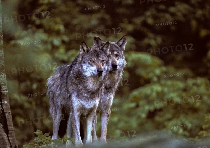 Canis lupus, carnivora, predators, wolves, mammals, raptors, mammals