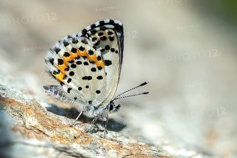 Chequered blue, bluebird, Scolitantides Orion, butterfly, insects, butterfly, butterflies