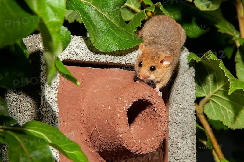 Hazel vole, Hazel dormouse, Muscardinus avellanarius, rodents, rodentia, bilche, dormice, dormouse, mammals, nesting aid, nest box, rodents, sleepers, mammals