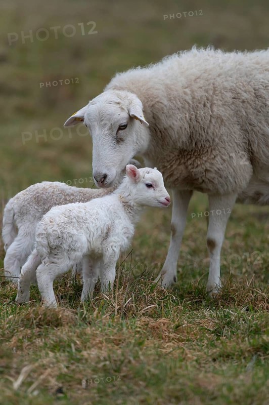 Sheep, Moorschnucke with their two lambs, Othenstorf, Mecklenburg-Western Pomerania, Germany