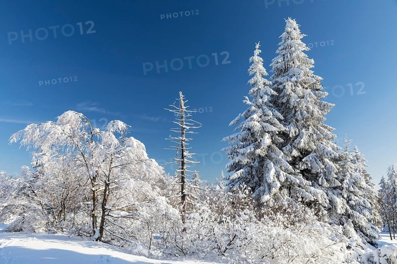 Sunny winter landscape with snow-covered trees, bushes, trails and branches covered with hoarfrost on the Ore Mountains Ridge, Zinnwald-Georgenfeld, Altenberg, Eastern Ore Mountains, Saxony, Germany