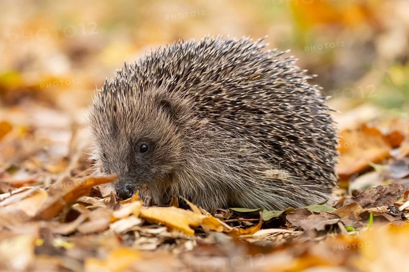 European hedgehog (Erinaceus europaeus) adult animal on autumn colour leaves in a garden, England, United Kingdom