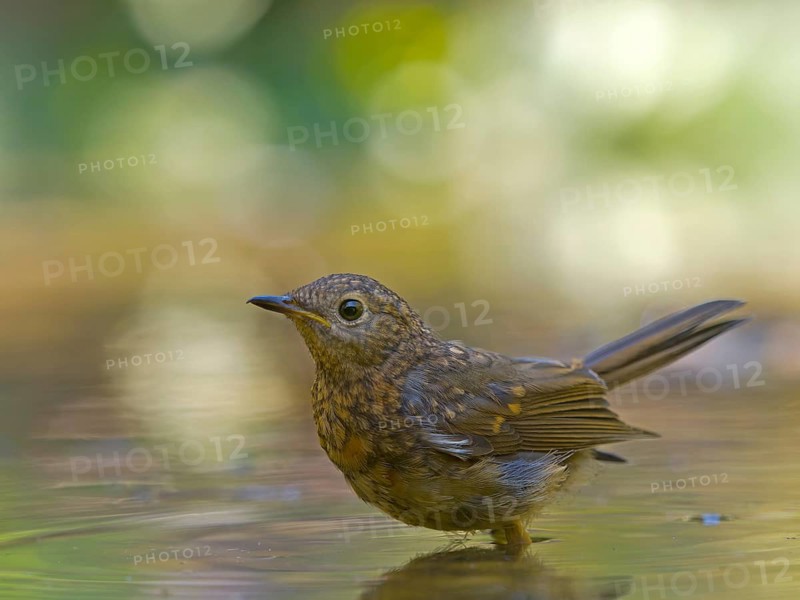 A young robin (Erithacus rubecula) stands in shallow water, Hesse, Germany