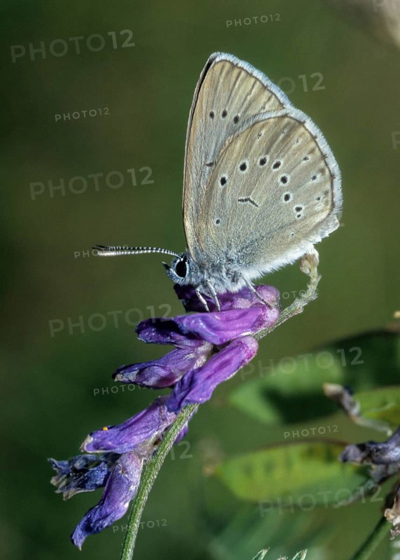 Glaucopsyche teleius, light meadowbutton ant blue, maculinea teleius, phengaris teleius, scarce large blue, butterfly, egg deposition, ffh, high size, portrait format, insects, butterfly, butterflies, butterflies