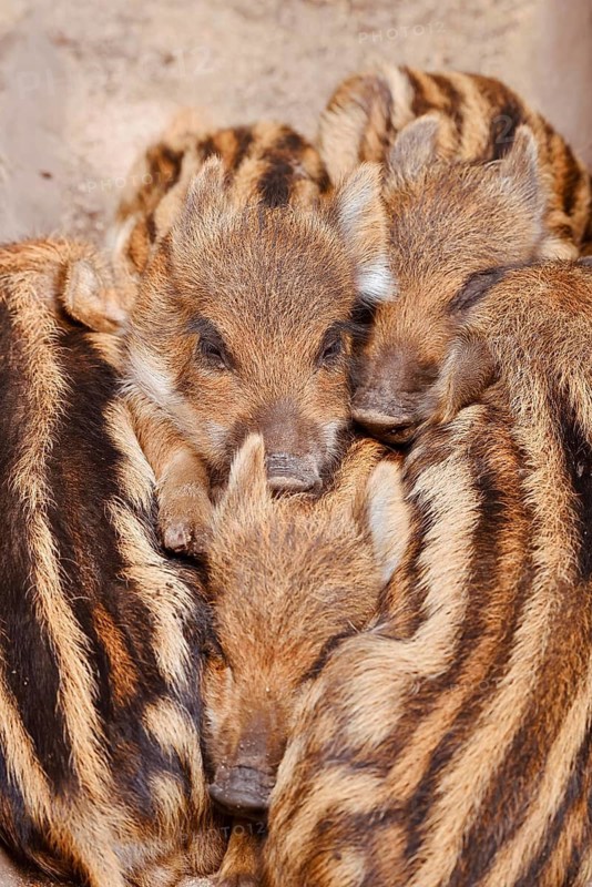 Wild boar (Sus scrofa), piglets huddled close together, North Rhine-Westphalia, Germany